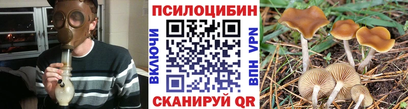 купить   Златоуст  Псилоцибиновые грибы Psilocybine cubensis 
